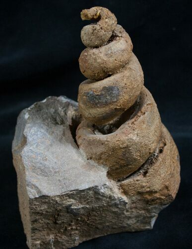 Huge Gastropod Fossil - Morocco #7994